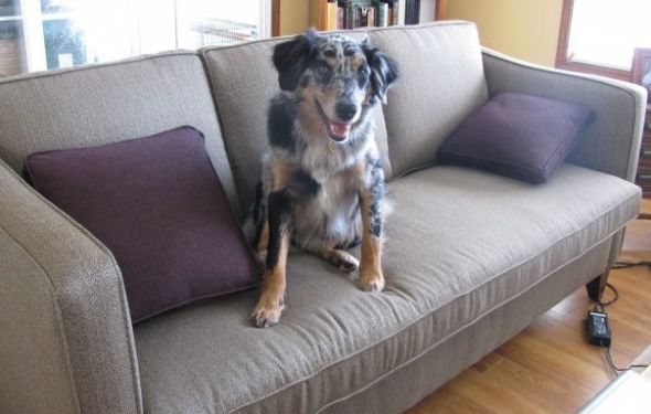 What color is your couch? :  wedding Couch