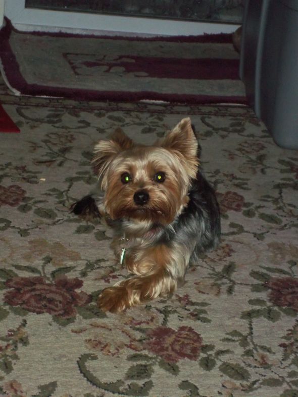 5 NWR Random things about you & your SO:  Feb. edition :  wedding Puppypunjab