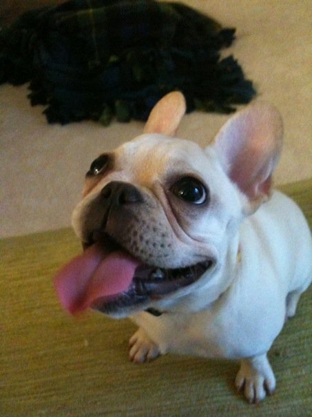So we're getting a dog. Advice needed. :  wedding 24998 710969329757 15601445 39932068 3667203 N