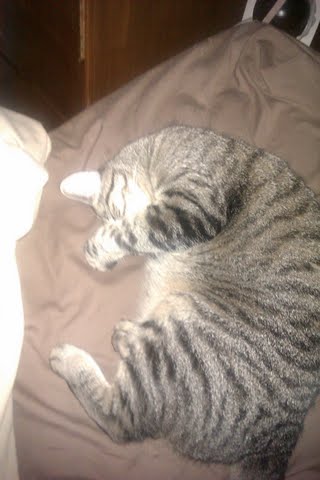 Cat People! :  wedding Samoa.sleeping