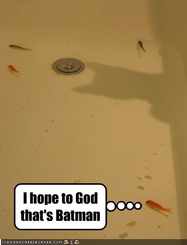 Need a little sunshine! :  wedding miscarriage Batman Cat