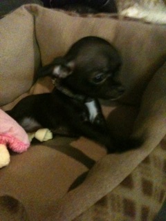 Rescued a puppy today!! :  wedding Prudence 4