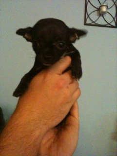 Rescued a puppy today!! :  wedding Prudence 6