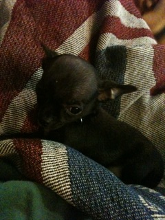 Rescued a puppy today!! :  wedding Prudence 8