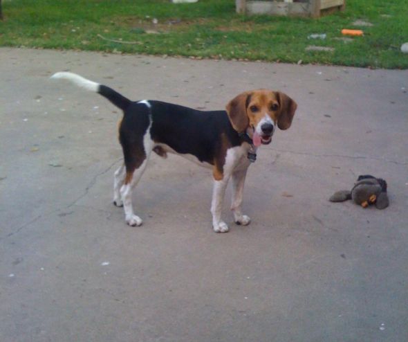 Show me your doggies! :  wedding dogs cute Hunter2
