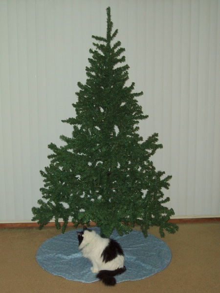 What is with cats and christmas trees?! :  wedding christmas pets cats PC024668