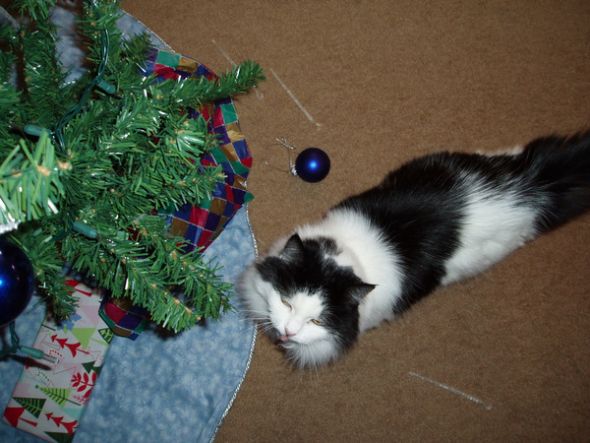 What is with cats and christmas trees?! :  wedding christmas pets cats PC074676