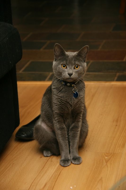 Cat owners? I need advice.... :  wedding IMG 0981