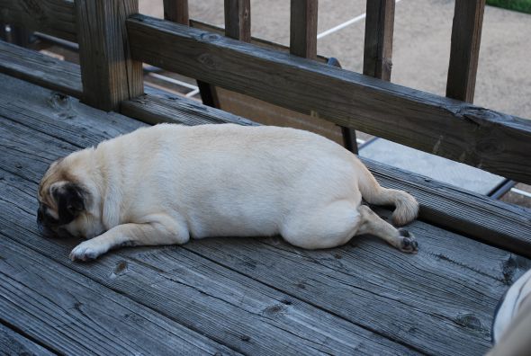 just had to share (cute pics of your pets) :  wedding DSC 0013