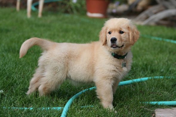 Google Images Puppy