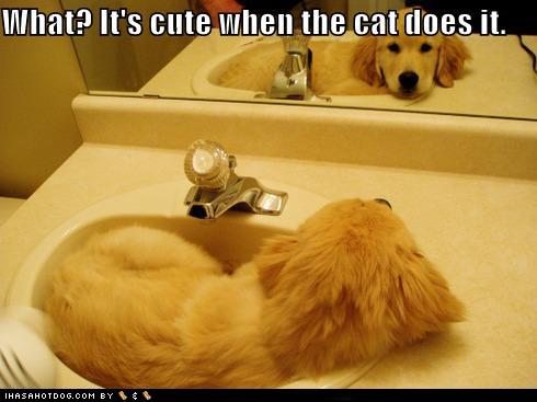 funny-dog-pictures-cute-when-the-cat-does-it.jpg