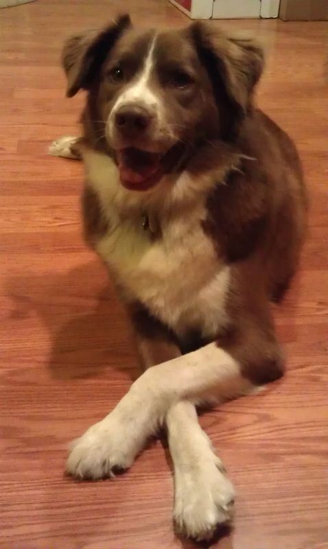 Does this make anyone else want to run to the animal shelter?! :  wedding IMAG0058