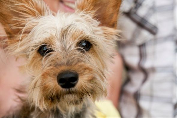 Pets in Engagement photos? :  wedding engagement photos dog puppy Bh2