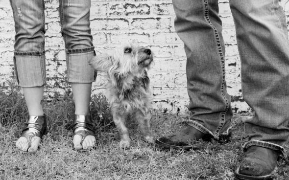Pets in Engagement photos? :  wedding engagement photos dog puppy Brink