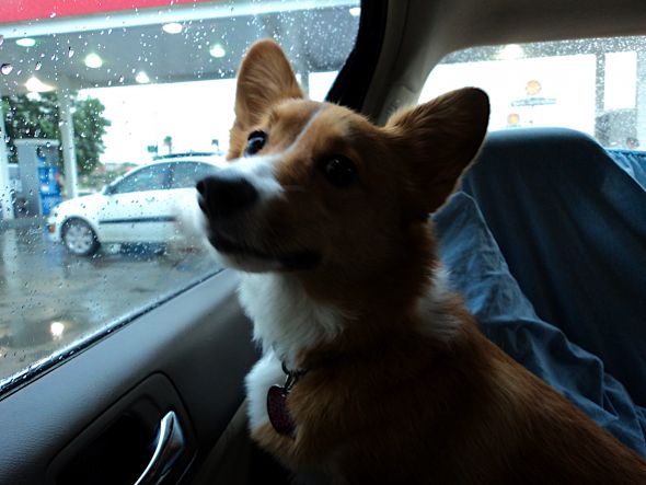 Corgi Owners - QUESTION :  wedding Corgi