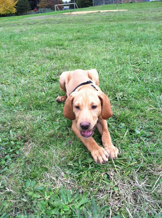 Car sick puppy? Help! :  wedding 312270 318283311520503 100000165100415 1564841 571860979 N