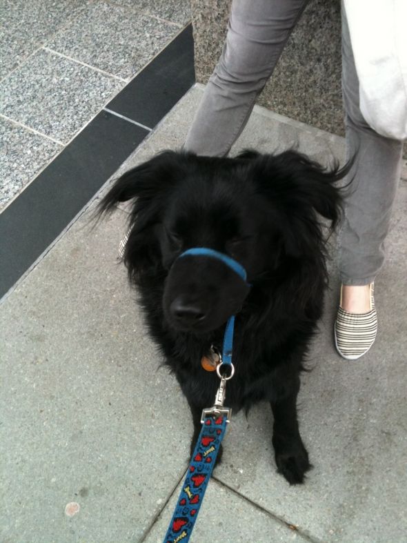 Smoosh face pets! :  wedding Cody On Leash