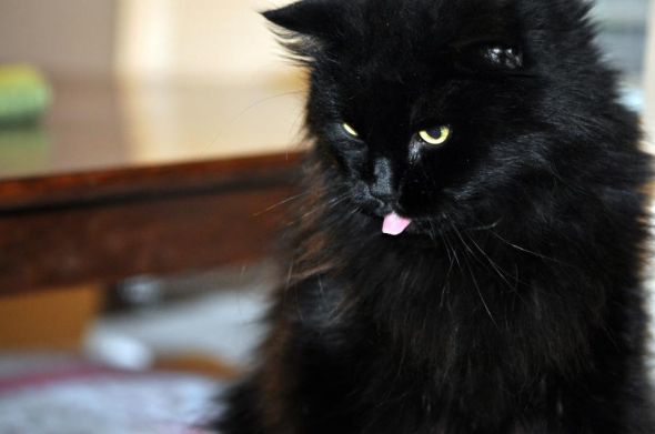 My SO and I are cat lovers! Show off your cats or pets! :) :  wedding pets Wb1