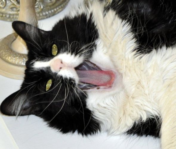 My SO and I are cat lovers! Show off your cats or pets! :) :  wedding pets Z123