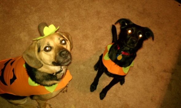 Post a pic of your pet in a halloween costume : wedding pets IMAG04691
