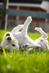 So we're getting a dog. Advice needed. :  wedding MA147 1.20999833 3 Pn