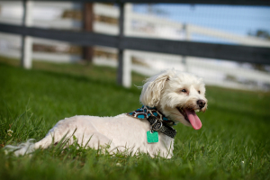 So we're getting a dog. Advice needed. :  wedding MA147.20999833 2 Pn