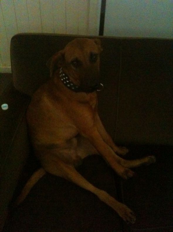 Does your furbaby like to snuggle? :  wedding Rocco